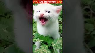 Cat Meowing|Cat Sound| Cute Cat Videos #shorts #cat #cats #dog #puppy #catlover #catfunnyshorts