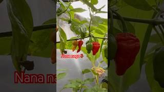 Nana Naga Morich. Hottest chilies #hottest chilies #gardening  #plants