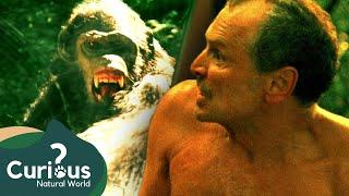 Attack By Alpha Male Chimp | Human Prey | Curious?: Natural World