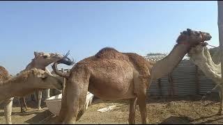 Camel Video Dubai | Camel Breeding Season | Camel Meeting Video | Camel Market