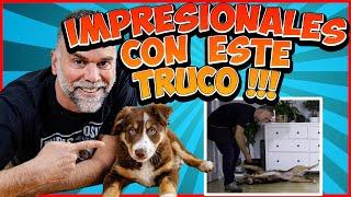 Enséñale este Truco en Sólo 5 Min !!!  Trucos para Perros