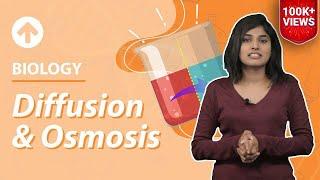 Diffusion And Osmosis | Cell-Structure & Function | Biology | Class 9