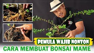 CARA MEMBUAT BONSAI SANCANG MAME "INFORMAL" (Bagian 1)