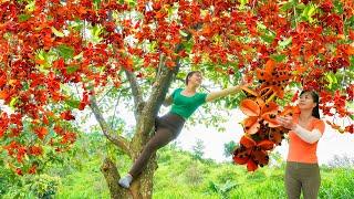 Harvest A Lot Of Strange Wild Fruit (SANG Fruit) Goes to market sell - Take Care Ducks & Chickens