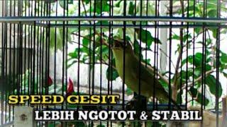 MASTERAN KECIAL KUNING | KECIAL KUNING SPEED RAPAT