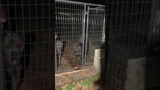 Successful Cane Corso breeding with import male Rome xTuff Enuff Milly working dogs