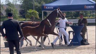 Utopia by Oberon x Eebert - Champion Dutch Harness filly at Central Inspection Houten