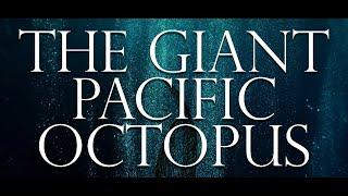 The Giant Pacific Octopus Documentary (Full Feature)