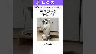 심쿵하는 반려묘를 인증한 사람들ㅋㅋㅋ