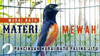 MURAI BATU GACOR AMPUH BUAT PANCINGAN MURA BATU AGAR BUNYI BIKIN MURAI BONGKAR MATERI