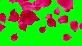 Rose petals falling green screen effects animations | Rose flowers Petals Chroma key