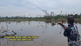 MUDAH NYA CASTING IKAN GABUS DI SPOT DANGKAL DI HUTAN YANG BARU DI BUKA