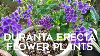 Duranta Erecta Plants