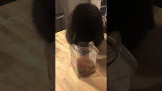 Curious Cat Gets Head Stuck in Treat Bin || ViralHog