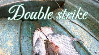 Double strike ikan ubi dan ikan kelabu sado