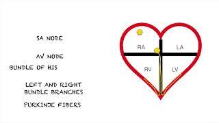 Junctional Rhythms: Easy and Simple