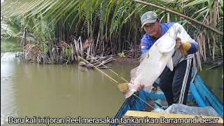 Finally the Reel rod also felt the resistance of the big Barramundi fish