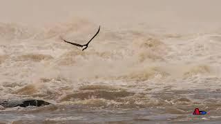 Bald Eagle Series (6) - Unleased in the Spring at Conowingo 4K