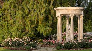 Walking the Rose Garden in May at Sunset While Crows Gather in the Trees (in 4k)