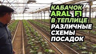 Кабачок ARAL F1 в теплице, различные схемы посадок.