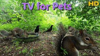 Entertain your Pets10 Hour- Dog & Cat TVSquirrels & Birds | No Mid-roll Ad Interruptions 