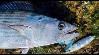 Land based micro jigging for bonito in Sydney NSW Australia - Bugsy Fishing Ep 5