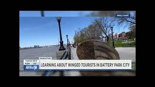 Learning About Winged Tourists in Battery Park City