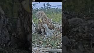 Малыши пытались устроить драку, но Кама их разняла The kids tried to fight, but Kama separated them