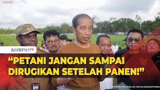 Tegas! Jokowi Ingatkan Bupati dan Mentan, Petani di Papua Jangan Merugi Pasca Panen