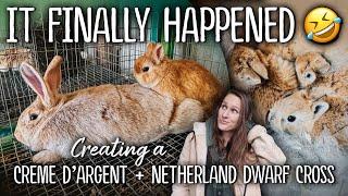 Finally, IT WORKED!  I bred a Netherland Dwarf to a full-sized Creme d'Argent meat rabbit