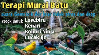 Terapi Murai batu stres drop mental || suara gemricik air untuk terapi