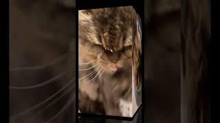 #Shorts | Funny Cat Gets Food All Over His Face