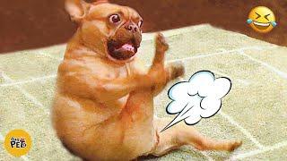 Cats And Dogs Reaction To Farts  The Funniest Videos Ever!