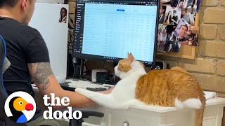 Mom Gets Jealous When Her Cat Only Wants To Spend Time With Her New Boyfriend | The Dodo