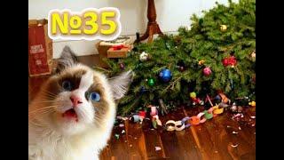 Funny Cats  cat vs christmas tree  коты против ёлки , кот уронил ёлку  cats against the tree