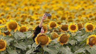 Sunflower-selfie seekers have ‘no respect’: Farmer