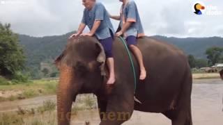 Elephant Is Finally Free After Years Of Giving Rides