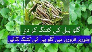 How to grow "Giloy" plant | Giloy Bail ki cutting Kar Di