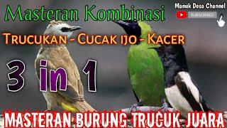 3 in 1 masteran HEBAT burung trucuk kombinasi suara CUCAK IJO - KACER  untuk isian trucukan