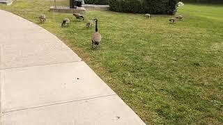 Run in with the Canadian Goose mob