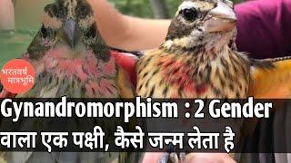 Gynandromorphism: Bird with two genders||2 genders vala bird||How a bird with two gender born