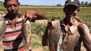 Guyanese Fishing 4, Giant Tilapia