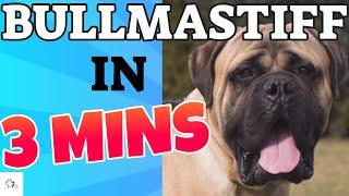 BULLMASTIFF Dog Breed in 3 Minutes (2021)!  About theBullmastiff Dogs in short!