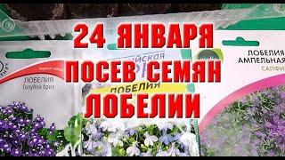 24 января.  Посев семян лобелии