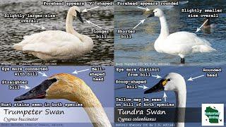 ID Tips: Tundra Swan vs. Trumpeter Swan