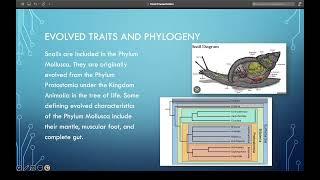 Protostome Video: Snails