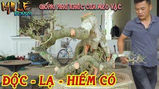 Nam Lê định hình cốt sanh có đường thân nghệ thuật đặc biệt hiếm có giúp em Dũng NB | NamLe Bonsai