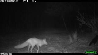 red fox animal video - see red fox in night -