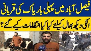 Yak Sacrifice For the First Time in Faisalabad | Dawn News