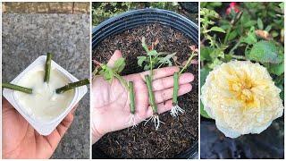 Use yogurt to stimulate rose sprouts to take root quickly